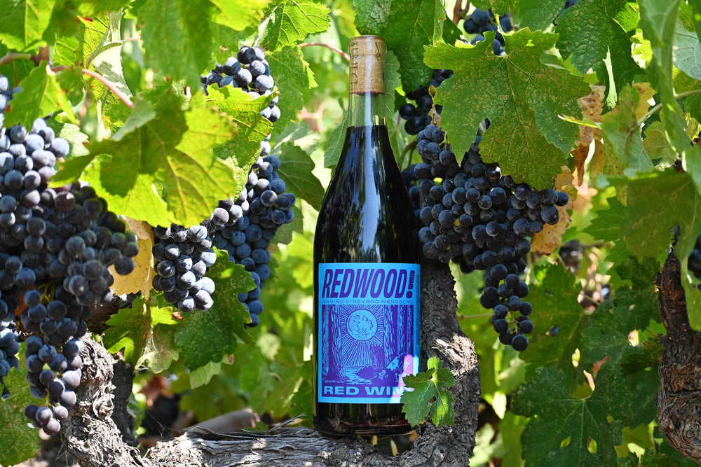 2022 Gamiño Vineyard 'Redwood Red' Red Wine on a vine with grapes